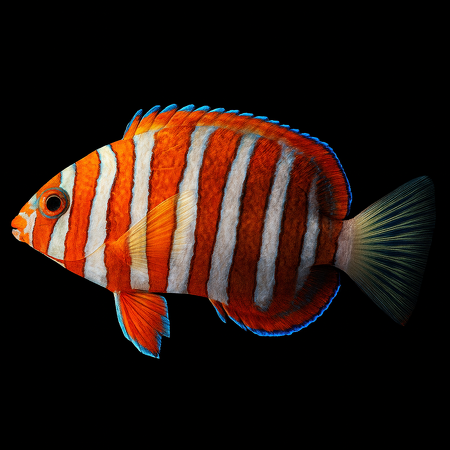 Choerodon fasciatus – Harlequin Tuskfish