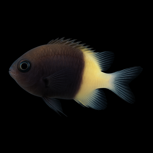 Half-grown Chromis