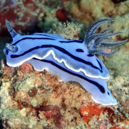 I tell Chromodoris