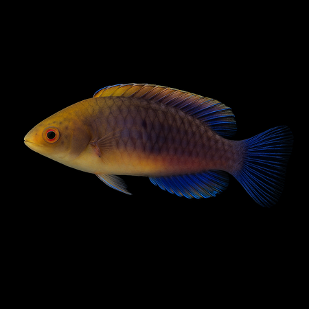 Cirrhilabrus cyanopleura (Blueside wrasse)