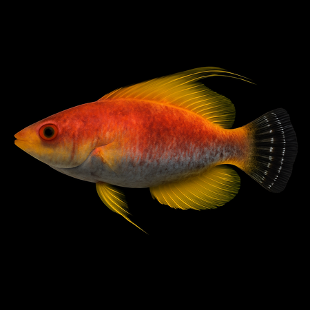 Cirrhilabrus filamentosus (The Whip-fin wrasse)