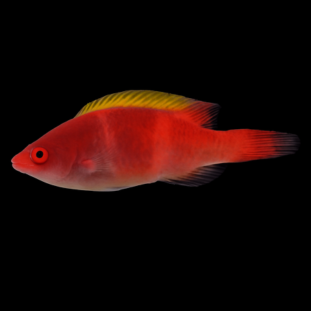 Cirrhilabrus flavidorsalis &ndash; Yellowfin Fairy Wrasse