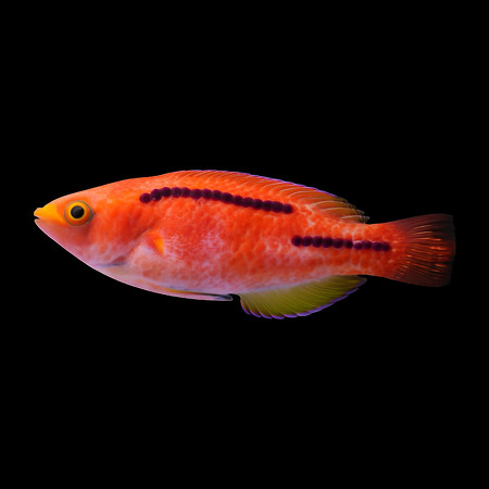 Cirrhilabrus lubbocki (Lubbock's wrasse)