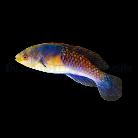 Cirrhilabrus ryukyuensis (Yellowflanked Fairy Wrasse)