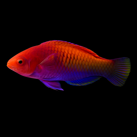 Cirrhilabrus solorensis (Red-eye wrasse)