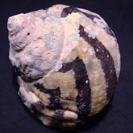 Cittarium pica (Magpie Shell)
