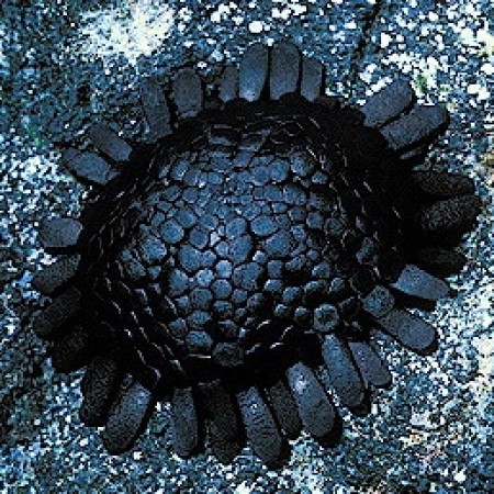 Colobocentrotus atratus (Sea urchin)