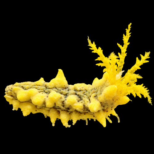Colochirus robustus (Yellow Sea Cucumber)