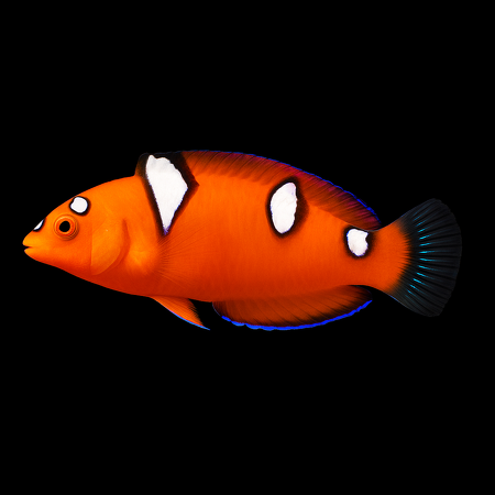 Coris gaimard (African Coris or Yellowtail Coris)