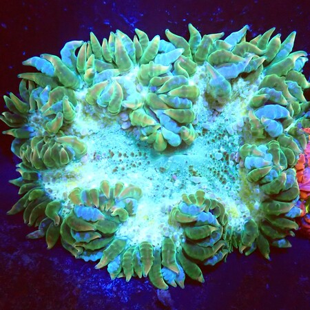 Crucifer green WYSIWYG (1760774050419)