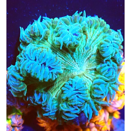 Crucifer green WYSIWYG (1760774071586)