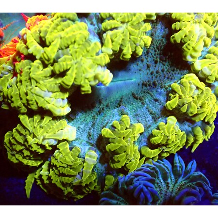 Crucifer ultra WYSIWYG (1760774031189)