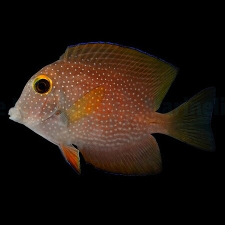 Ctenochaetus truncatus – Brushnose Surgeonfish