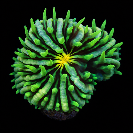 Cycloseris OS Gold Mauth Frag (Ang. 2-3 cm) WYSIWYG (1776005519740)