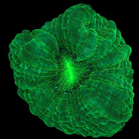 Cynarina Lacrimalis Ultra Green WYSIWYG (1770758652219)