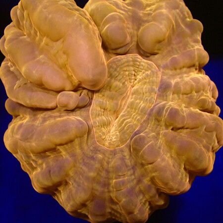 Cynarina Lacrimalis Ultra Red WYSIWYG (1760771645109)