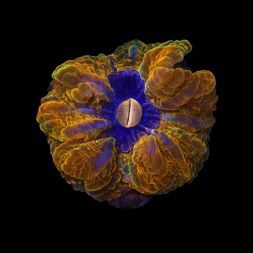 Cynarina Lacrimalis Ultra Red / Yellow L (Approx. 8-9 cm) WYSIWYG (1771142163424)