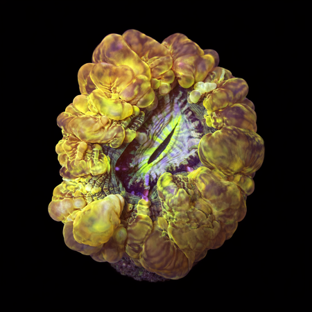 Cynarina Lacrimalis XL (Ong. 10-12 cm) WYSIWYG (1785784614955)