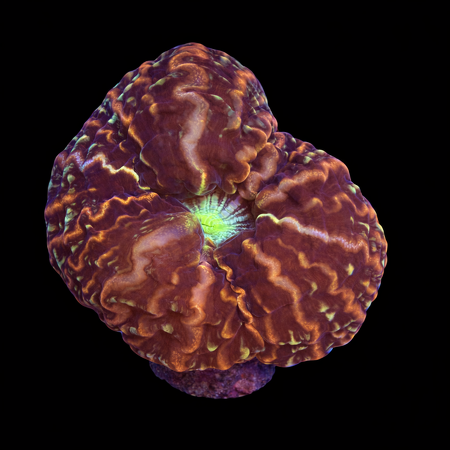 Cynarina Lacrimalis XL (Ong. 10-12 cm) WYSIWYG (1785784618303)