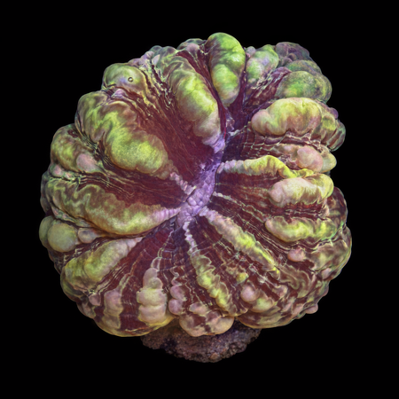 Cynarina Lacrimalis XXL (Ong. 15+ cm) WYSIWYG (1785784621799)