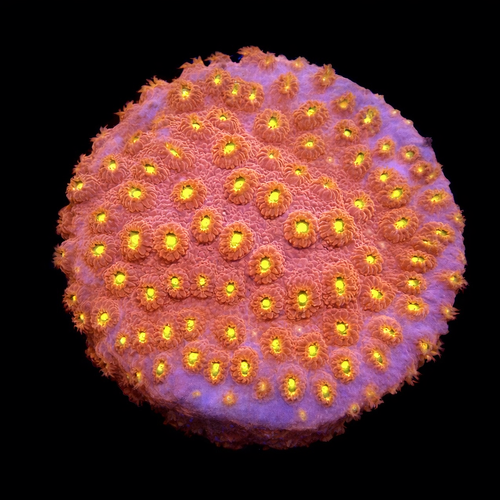 Cyphastrea Bling Bling Frag (Approx. 2-3 cm) WYSIWYG (1771138874133)