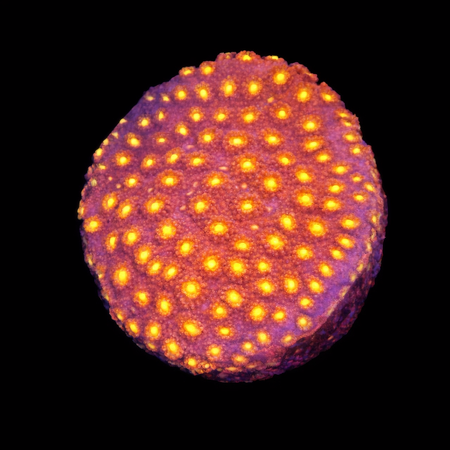 Cyphastrea Bling Bling Frag (Approx. 2-3 cm) WYSIWYG (1772913084523)