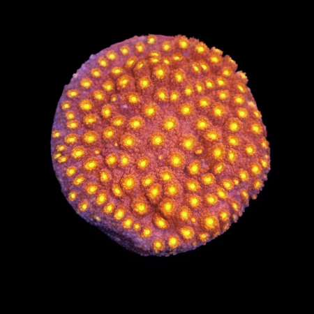 Cyphastrea Bling Bling Frag (Approx. 2-3 cm) WYSIWYG (1772913087088)