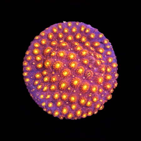 Cyphastrea Bling Bling Frag (Approx. 2-3 cm) WYSIWYG (1772913089951)
