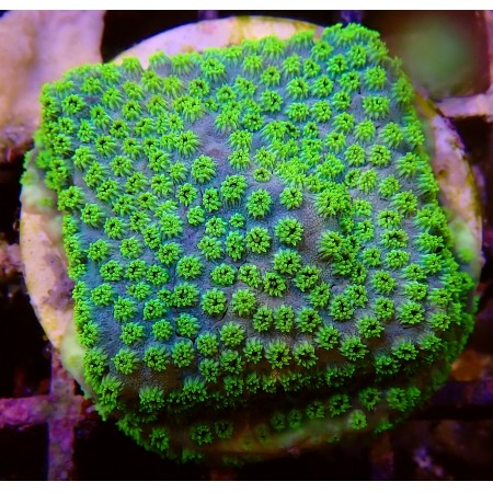 Cyphastrea Sea Foam WYSIWYG (1755803890659)