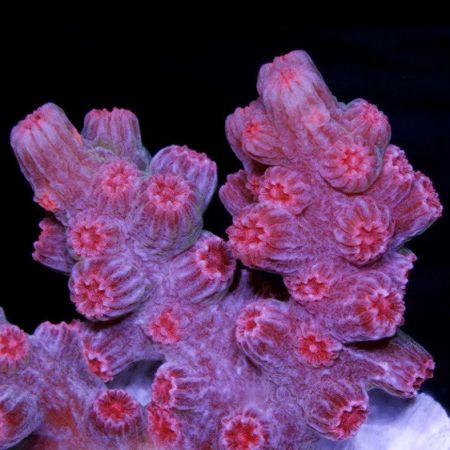 Cyphastrea Strawberry Branch-shaped Frag (Approx. 2-3 cm)
