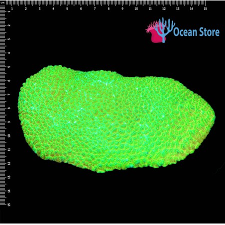 Cyphastrea Ultra Green WYSIWYG