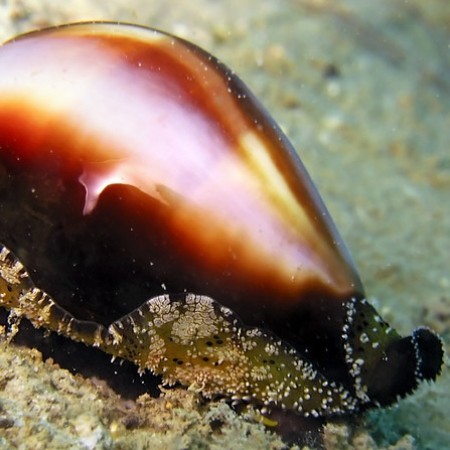 Cypraeoidea Cowry (Porceleinslak)