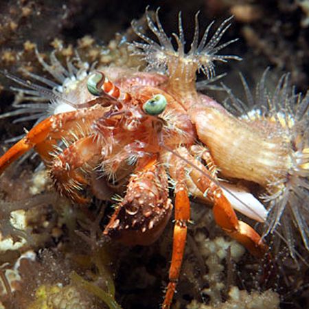 Dardanus pedunculatus (Anemone Hermit Crab)