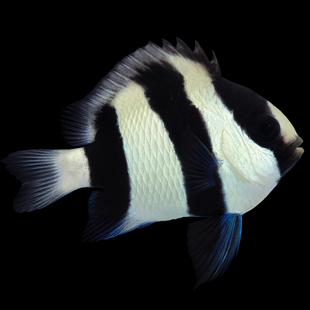 Dascyllus aruanus – Three-banded damselfly (Zebrafish)