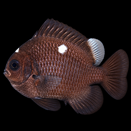 Dascyllus trimaculatus (Threespot Dascyllus)