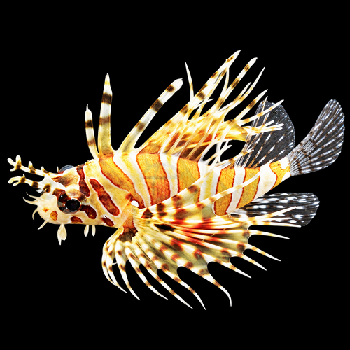 Dendrochirus zebra (Zebra Turkeyfish)