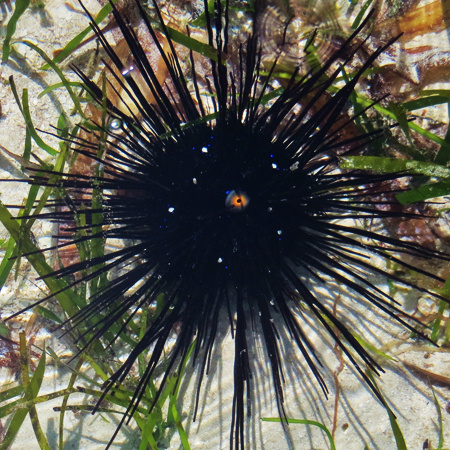Diadema Setosum (Diadem Sea Urchin)