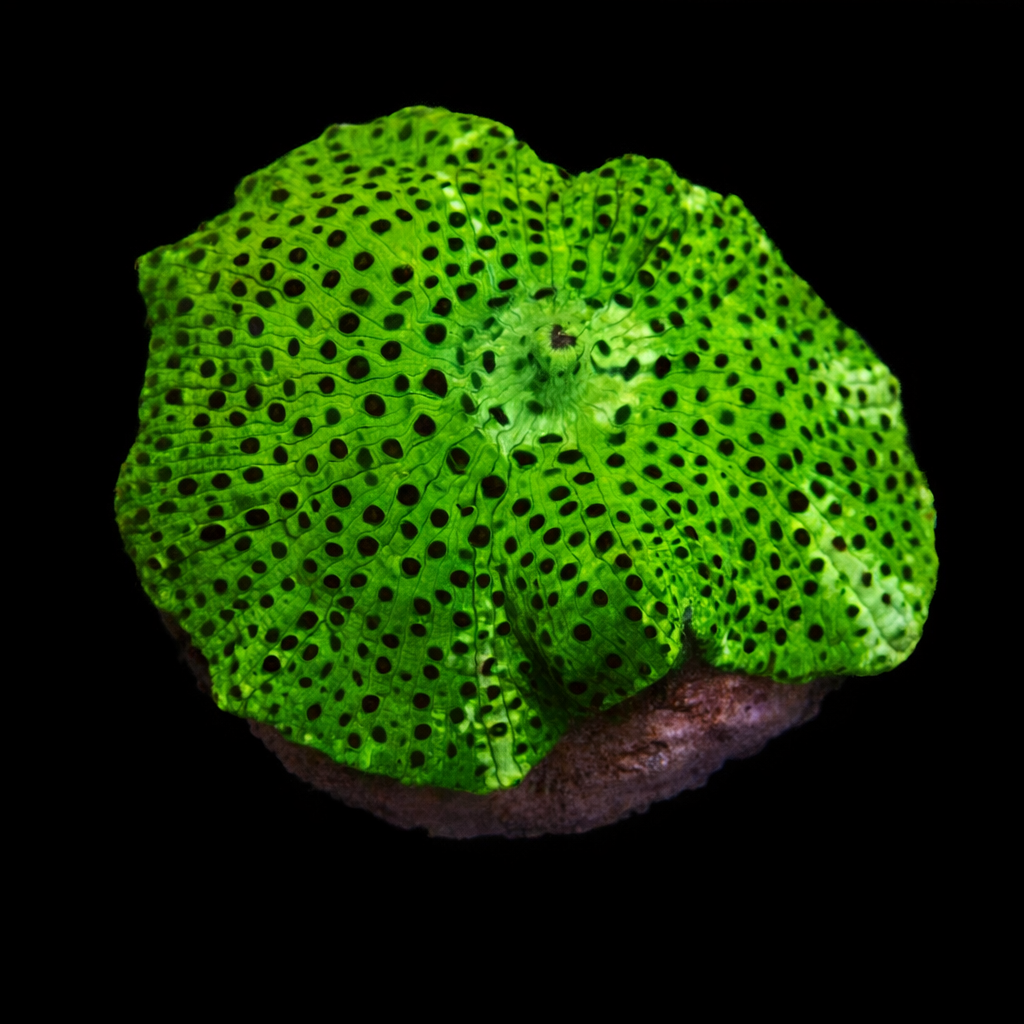 Discosoma green with black dots Frag (Ong. 2-3 cm) WYSIWYG (1779735009395)