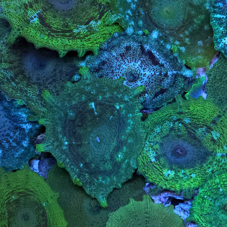 Discosoma neglecta green (Caribbean)