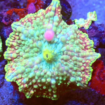 Discosoma Neglecta WYSIWYG (1766177952831)