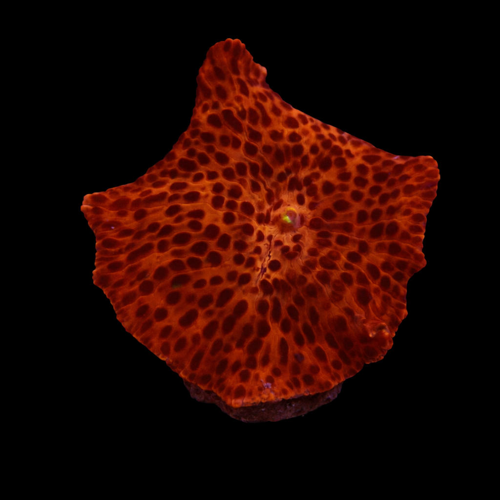 Discosoma orange black dots Frag (Ong. 2-3 cm) WYSIWYG (1779735306385)