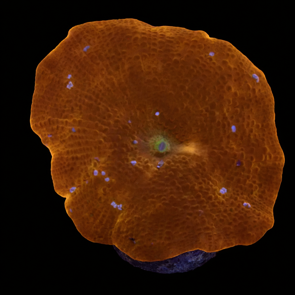 Discosoma orange Frag (Ong. 2-3 cm) WYSIWYG (1779735082360)