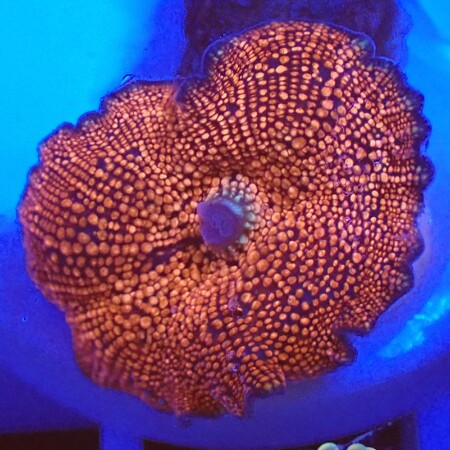 Discosoma Red dots WYSIWYG (1757697582011)