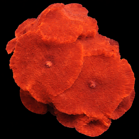 Discosoma Red Grade A WYSIWYG (1770386359461)