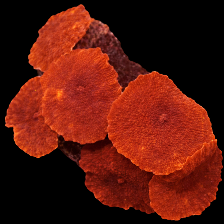 Discosoma Red Grade A WYSIWYG (1770386362439)