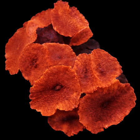 Discosoma Red Grade A WYSIWYG (1770386364319)