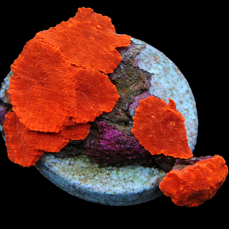 Discosoma Red Grade A WYSIWYG (1770386366981)