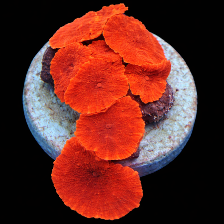 Discosoma Red Grade A WYSIWYG (1770386369346)