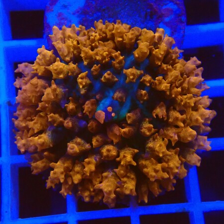 Discosoma Sanctithomae Red WYSIWYG (1757697394282)