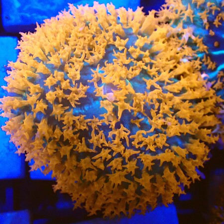 Discosoma Sanctithomae Red WYSIWYG (1760772809744)